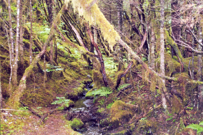 Moss on trees showing tremendous rainfall