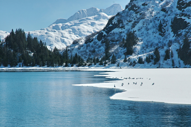 Sea gulls strolling on the ice at Icy Bay
