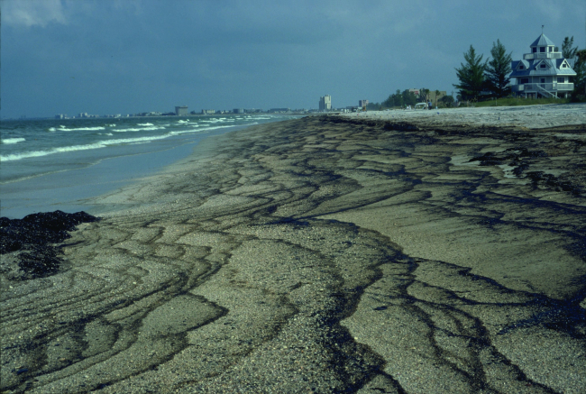 Oil washing up on beach