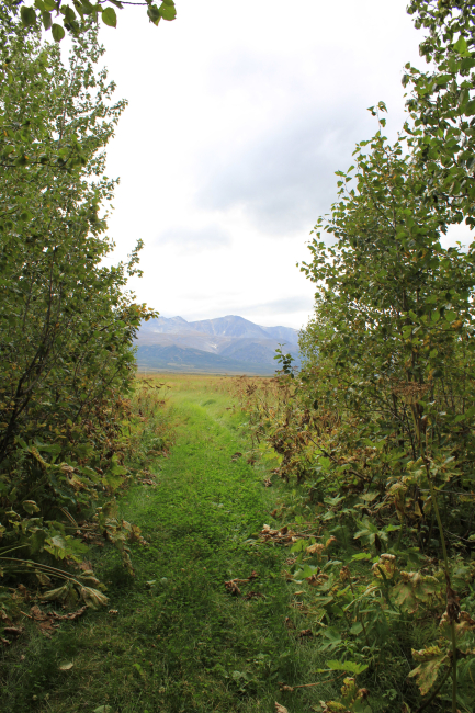 A path through the trees at Pilgrim Hot Springs sized for ATV's 