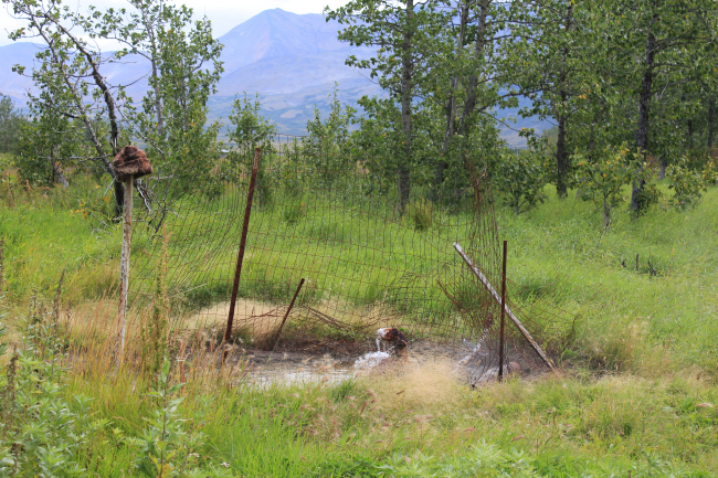 An artesian thermal well at Pilgrim Hot Springs