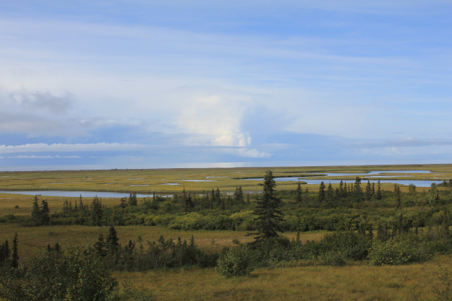 Looking over the Unalakleet River Delta over sparse trees and foliage of theAlaska sub-Arctic