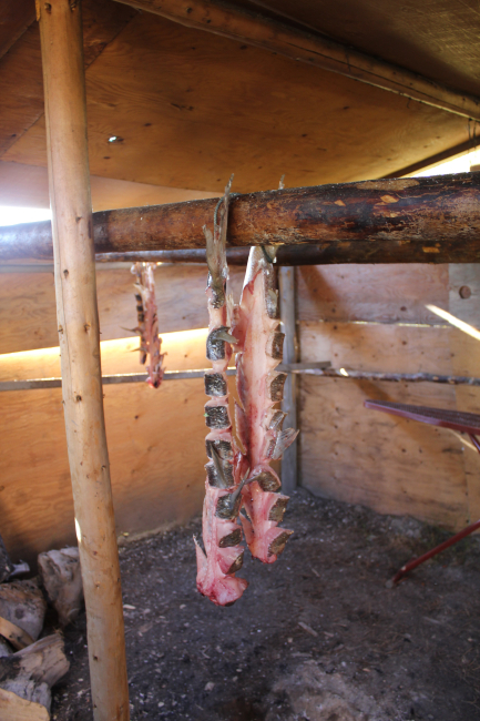 Curing coney fish by smoking