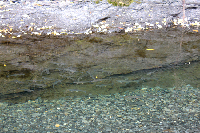 Possibly inconnu, a species of freshwater whitefish