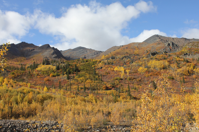 Willows, cottonwood, aspen and spruce in autumn along the Dempster Highwayin the Ogilvie Mountains