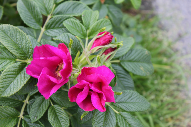 Sitka rose at Sitka