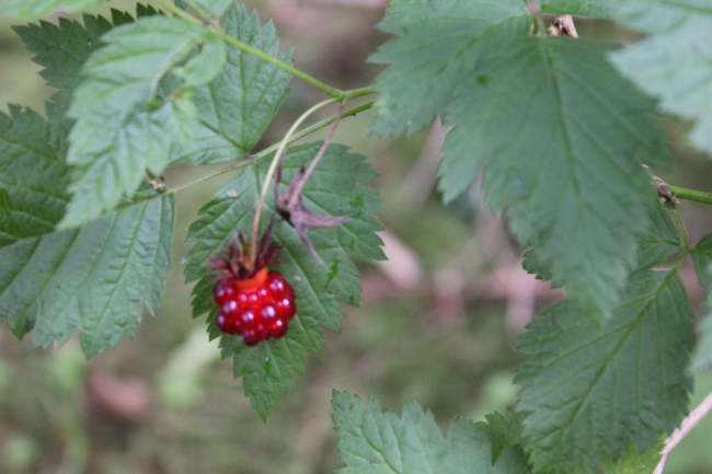 Salmon berry