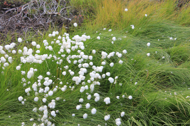 Arctic cotton