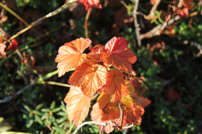 Cloudberry bush in the fall outside Inuvuk