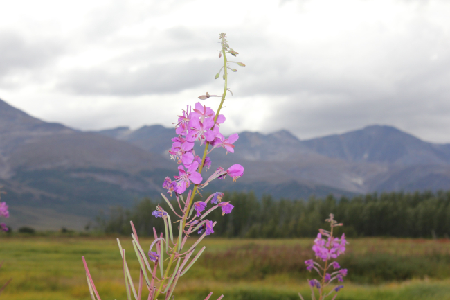 Meadow near Pilgrim Hot Springs with fireweed in foreground