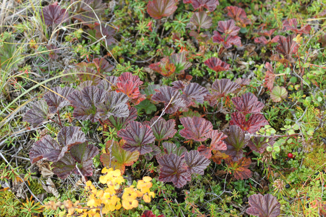 Cloudberry bush with lone cranberry in lower right
