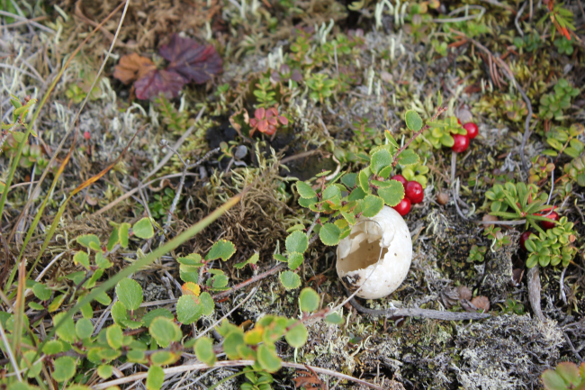 Cranberries with predator eaten egg