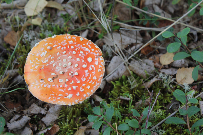 Mushroom (Amanita muscaria) famed for its hallucogenic properties