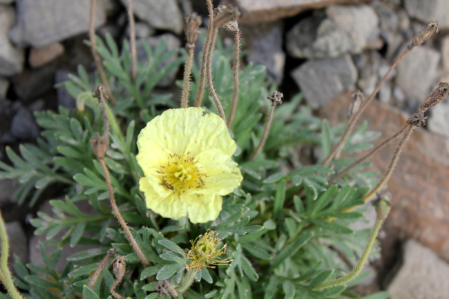 Arctic poppy