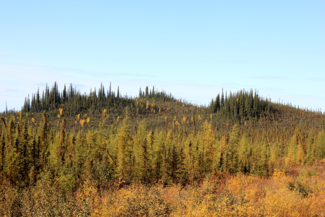 Small scraggly black spruce in foreground with shallow active soil layer whilelarger trees are located on deeper active layer with more nutrients