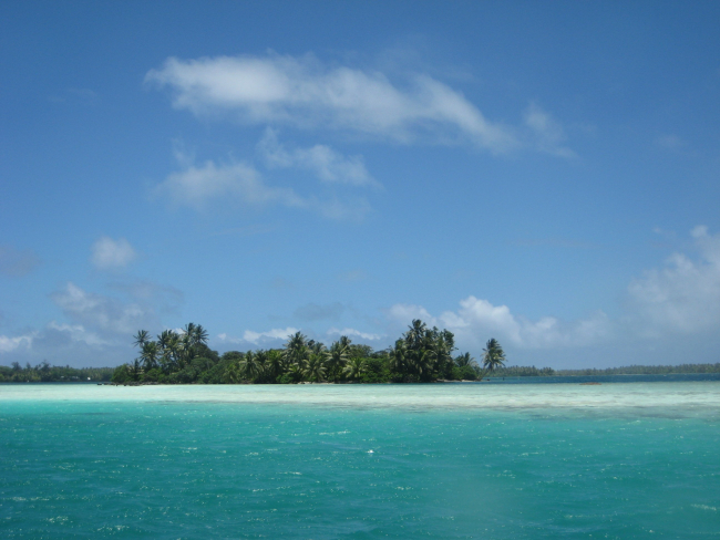 In the shallow aquamarine waters of the lagoon at Palmyra Island