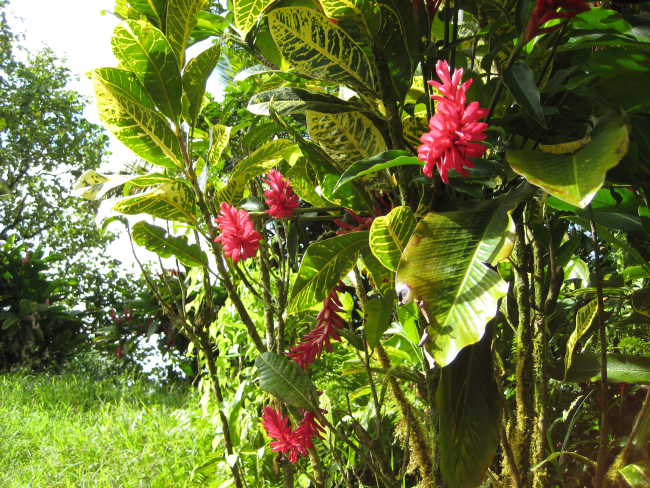 Beautiful red tropical flowers