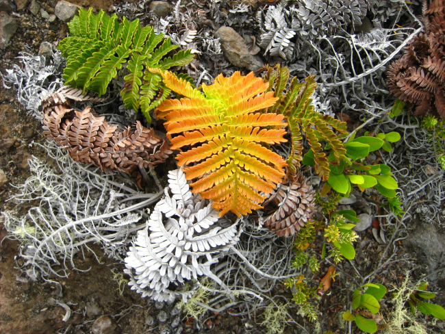 The amaumau fern (Sadleria cyathoides) which commonly grows in moist forestsand colonizes lava flows