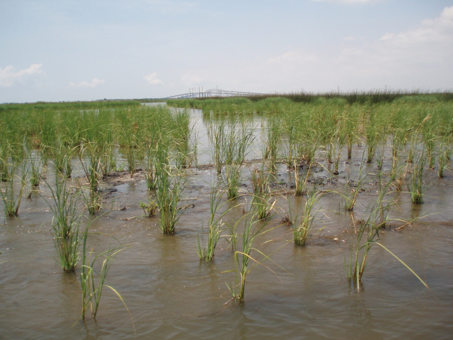 Restored intertidal marsh at the Lower Neches Water Management Area inPort Arthur, Texas