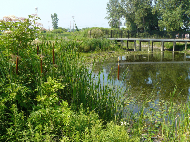 Wetlands