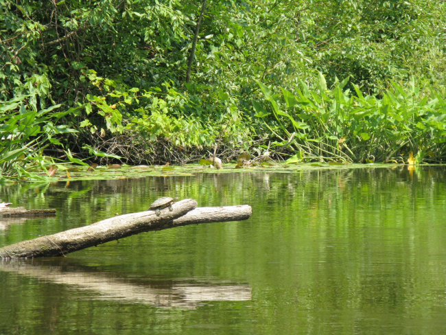 Turtle