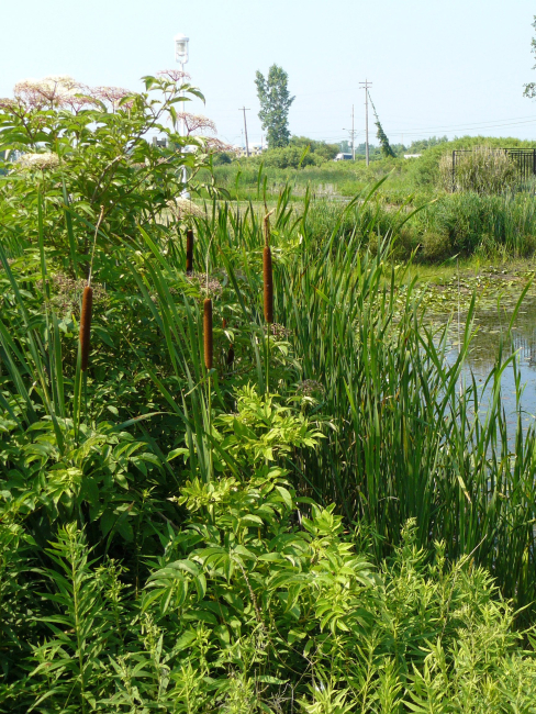 Cattails