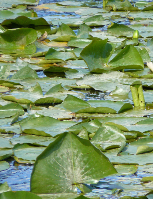 Water lilies
