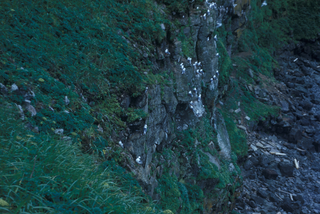 Kittiwakes along the cliffs of St