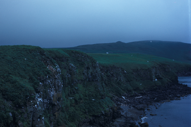 Kittiwakes along the cliffs of St