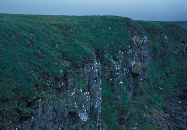Kittiwakes along the cliffs of St