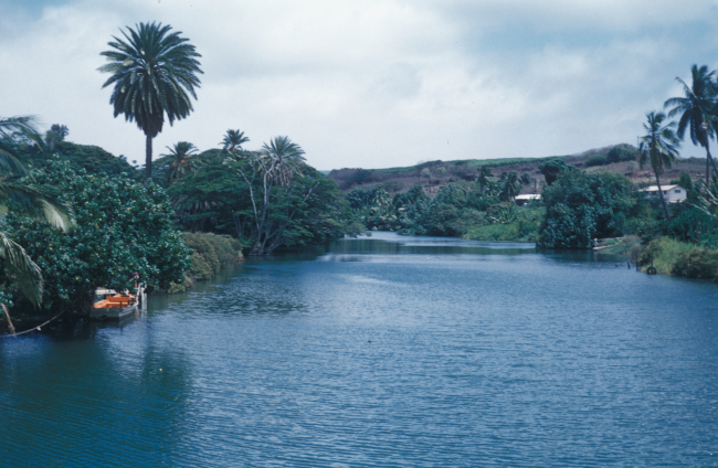 A tropical scene along a palm tree and vegetation lined inlet