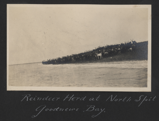 Reindeer herd at the North Spit of Goodnews Bay
