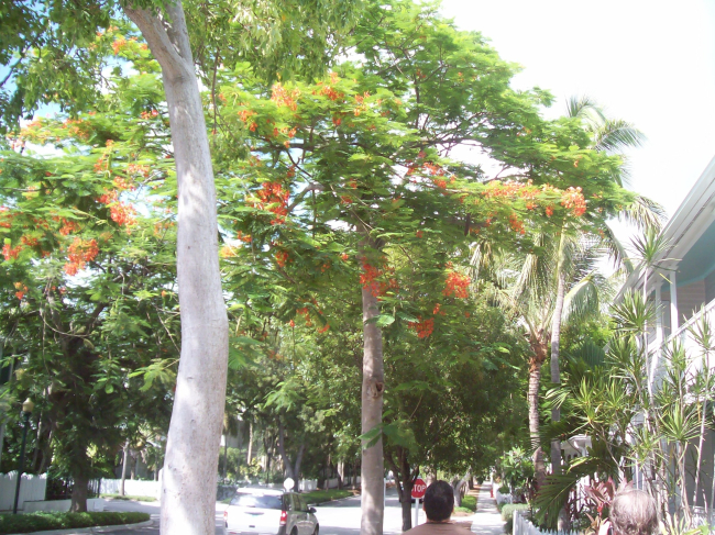 A beautiful shady street with palm trees and flowering trees in Key West