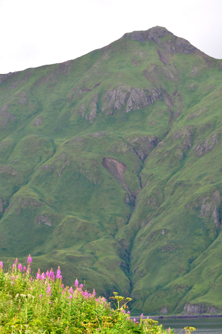 Wildflowers, a hidden bay, and a verdant green mountain side showingwave cut terraces that have been uplifted as a result of tectonic processes