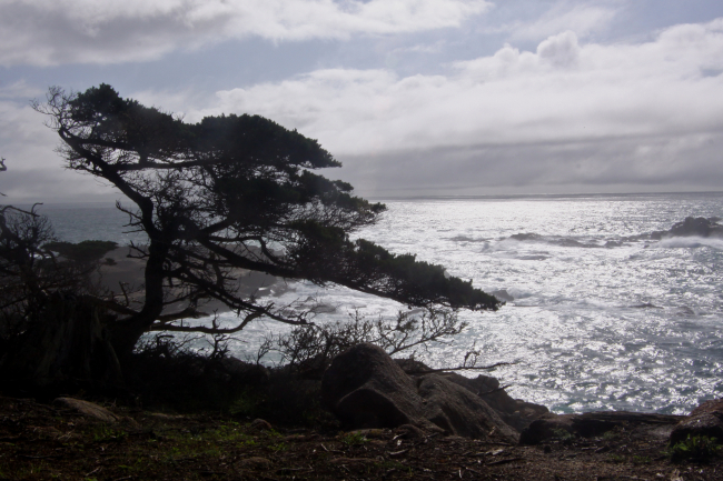Along the Cypress Grove Trail looking south over Headland Cove at Point LobosState Reserve