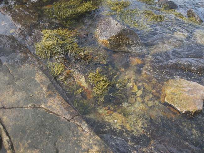 Seaweed at Bluff Point State Park