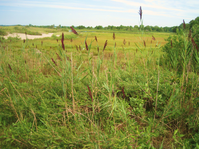 Estuarine wetlands at Bluff Point State Park