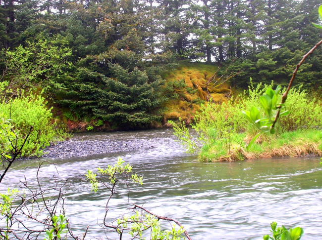 A moss-covered river bank