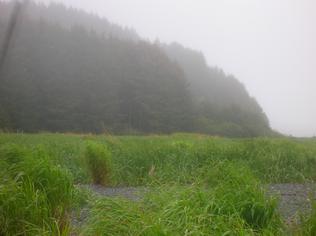 Wetlands in a stream valley adjacent to the sea