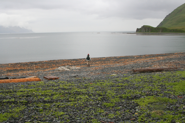 Kelp and flotsam on a Dutch Harbor cobble beach