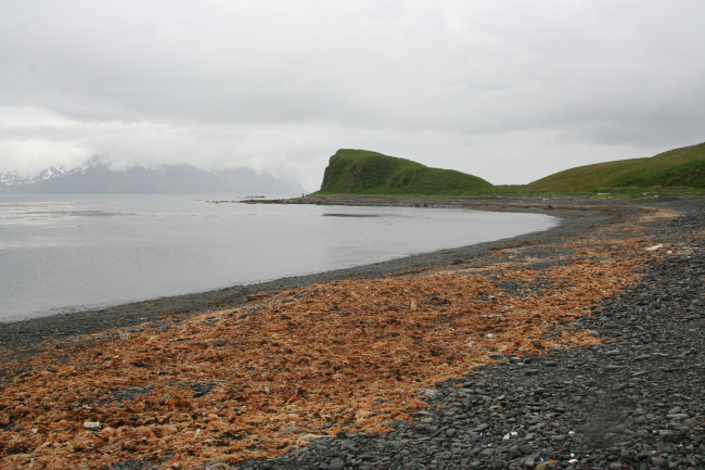 Kelp and anthropogenic trash thrown up above the high tide line attest to theprobability that not all days are as calm as this one along this DutchHarbor beach
