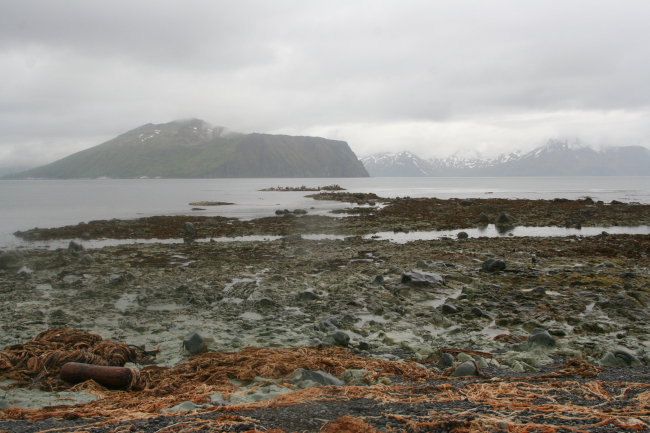 Kelp and tide pools