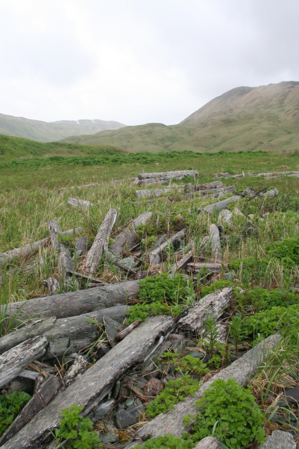 Logs thrown relatively far inland attest to the violence of Aleutian storms oreven possibly tsunamis