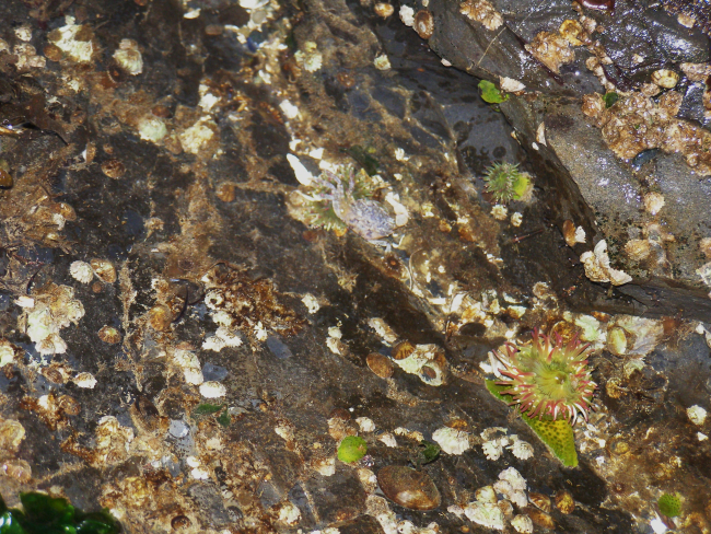 Tide-pooling at Dutch Harbor