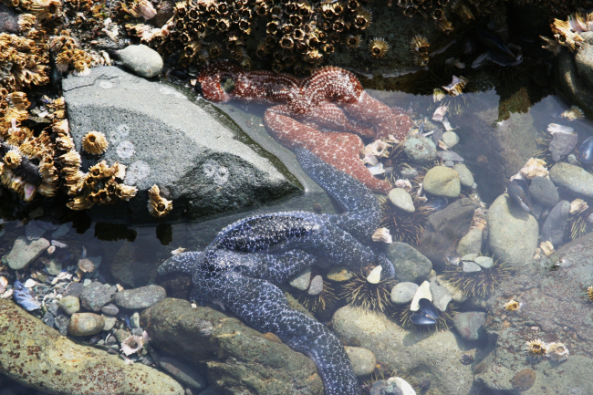 Tide-pooling at Dutch Harbor