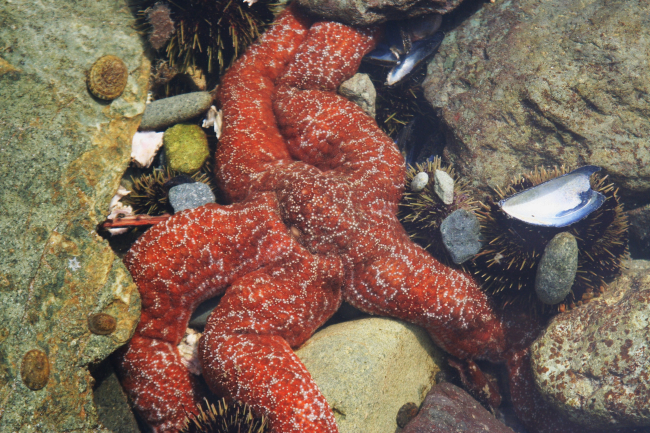 Tide-pooling at Dutch Harbor