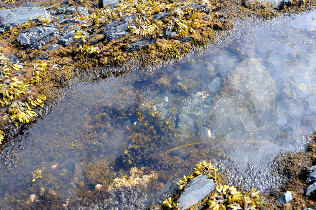 Low tide along the Kodiak coastline