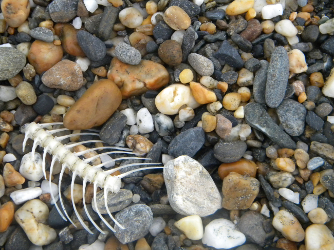 A cobble beach at Nome