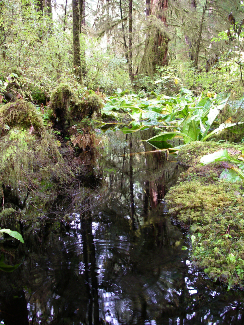 Lunch Creek area near Ketchikan