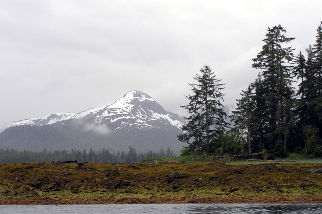 Seaweed covered shoreline at low tide in the Petersburg area